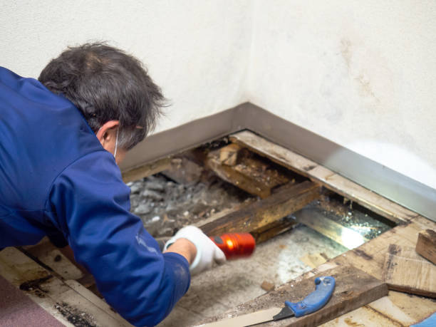 Best Black Mold Removal  in Manistique, MI