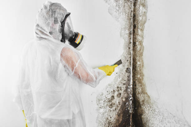 Certified Mold Removal in Manistique, MI