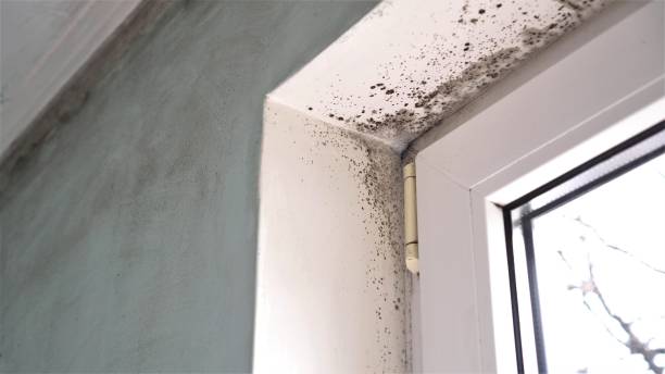 Best Toxic Mold Removal  in Manistique, MI
