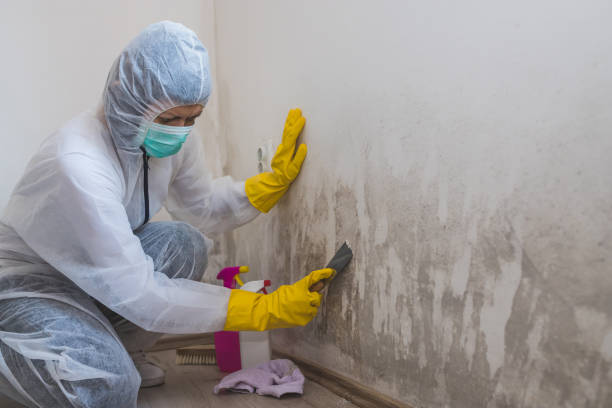 Best Attic Mold Removal  in Manistique, MI