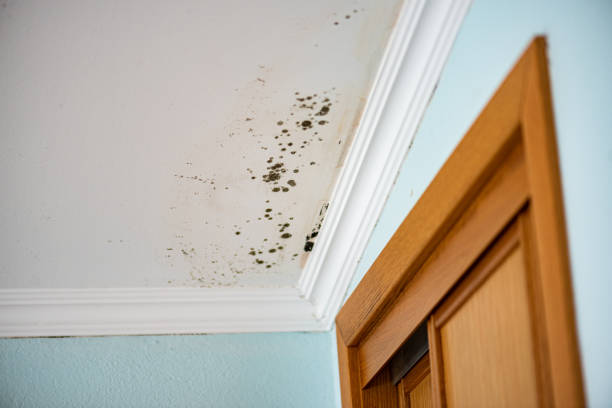 Office Mold Removal Services in Manistique, MI