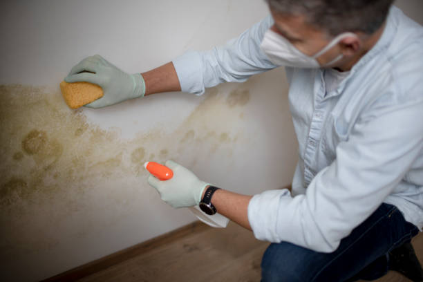 Best Mold Removal Process  in Manistique, MI