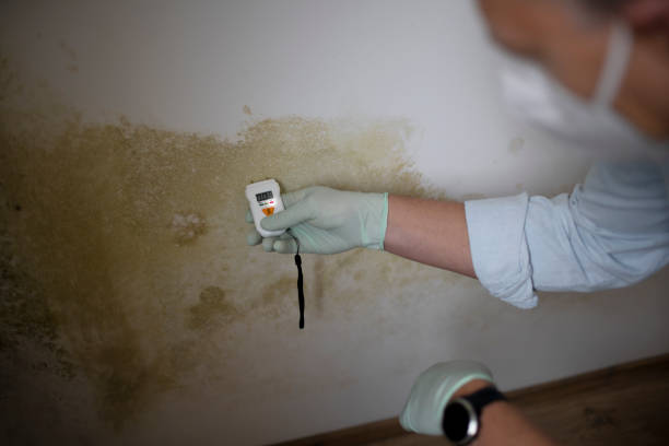 Best Mold Removal Near Me  in Manistique, MI
