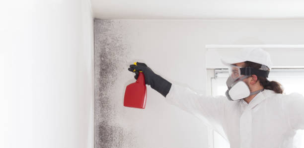 Best Water Damage Restoration  in Manistique, MI