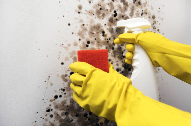 Best Home Mold Removal  in Manistique, MI