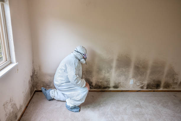 Best Mold Inspection  in Manistique, MI