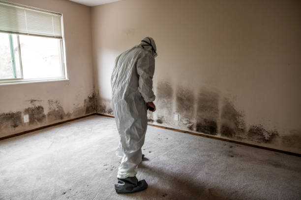 Best Mold Remediation Services  in Manistique, MI