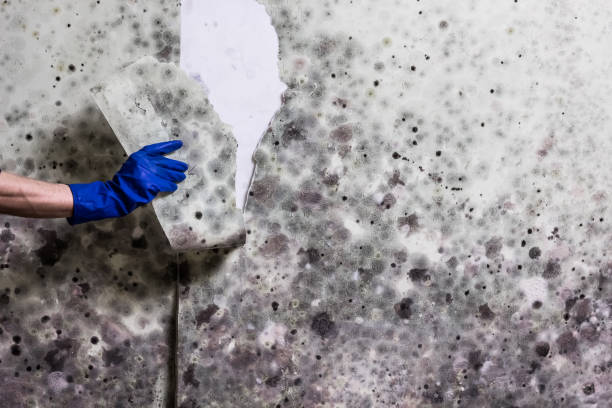 Best Mold Remediation  in Manistique, MI